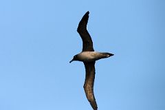 10B Brown Antarctic Skua Bird From The Quark Expeditions Cruise Ship In The Drake Passage Sailing To Antarctica.jpg